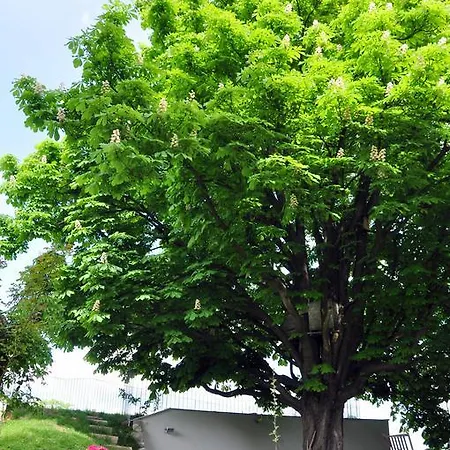 Lägenhet Castle Hill Bratislava